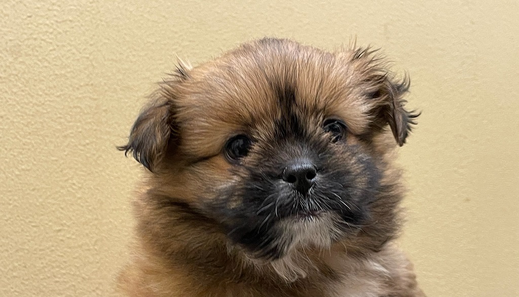 MIX｜ペット検索｜ペット大好き！